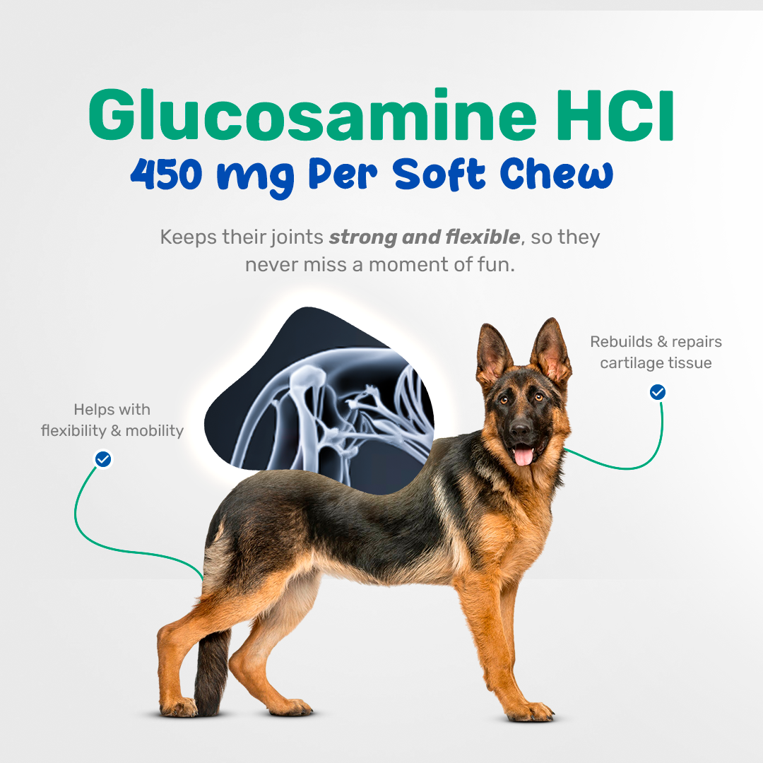chews with chondroitin, msm and glucosamine for dogs