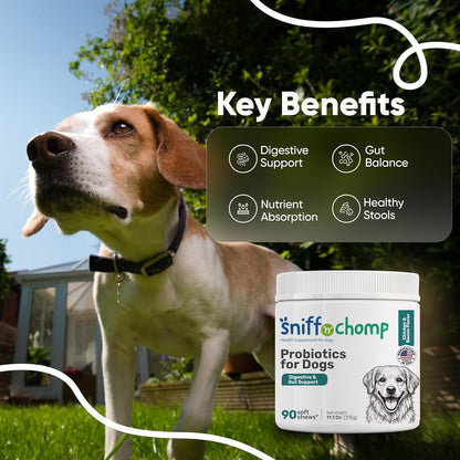 Digestive & Gut Support Probiotics Chews - Sniff 'n' Chomp