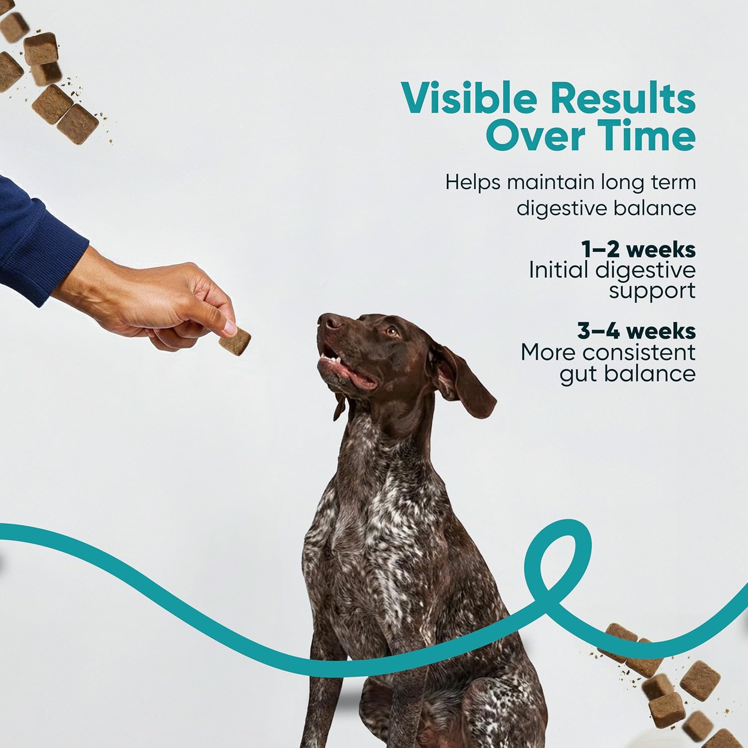 Digestive & Gut Support Probiotics Chews - Sniff 'n' Chomp