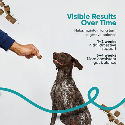 Digestive & Gut Support Probiotics Chews - Sniff 'n' Chomp